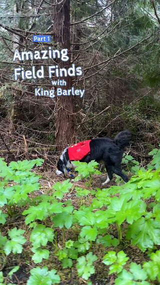 Amazing Field Finds With King Barley